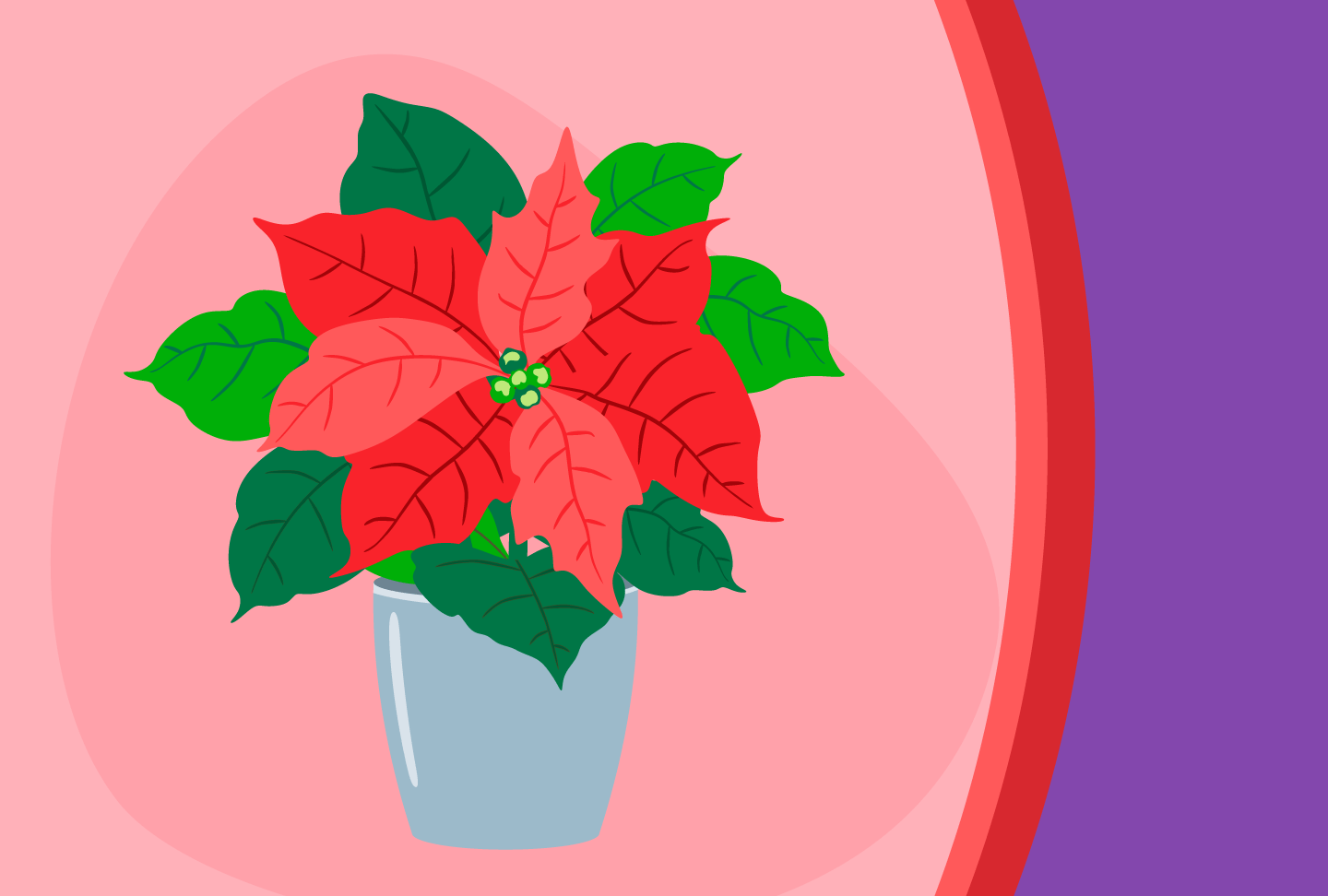 Illustration of a poinsettia plant