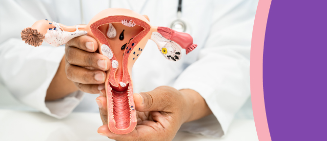 Doctor holding model of female reproductive system