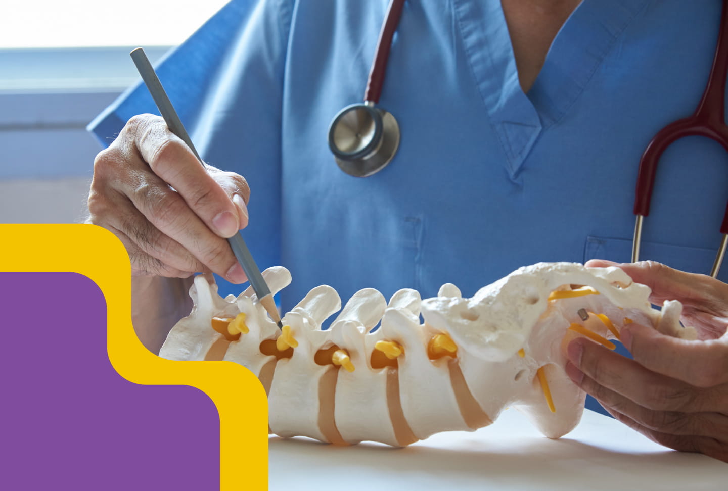 Image of provider looking at spine model