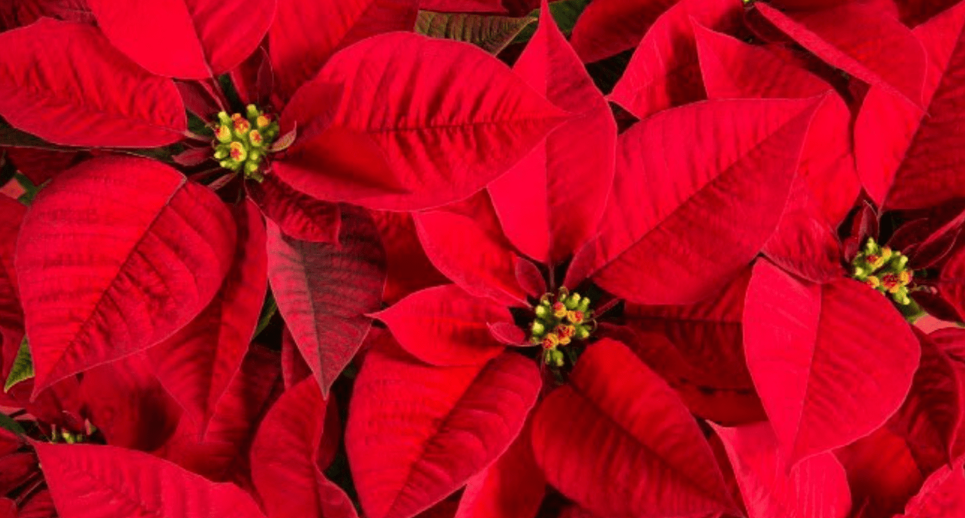 Beautiful red poinsettia flowers