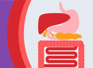 An illustration of the digestive tract